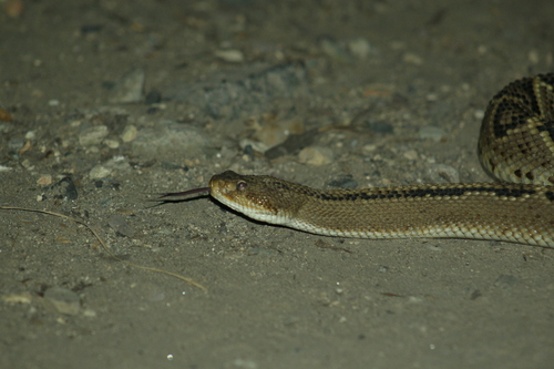 Northwestern Neotropical Rattlesnake
