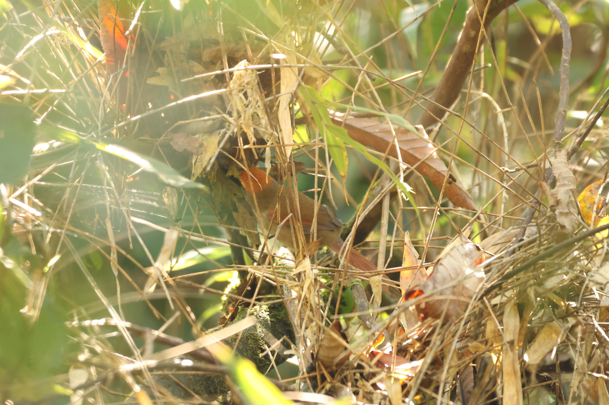 Rufous-capped Spinetail (Synallaxis ruficapilla), photo 6