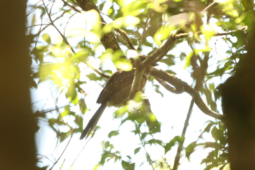 Crescent-chested Puffbird (Malacoptila striata)