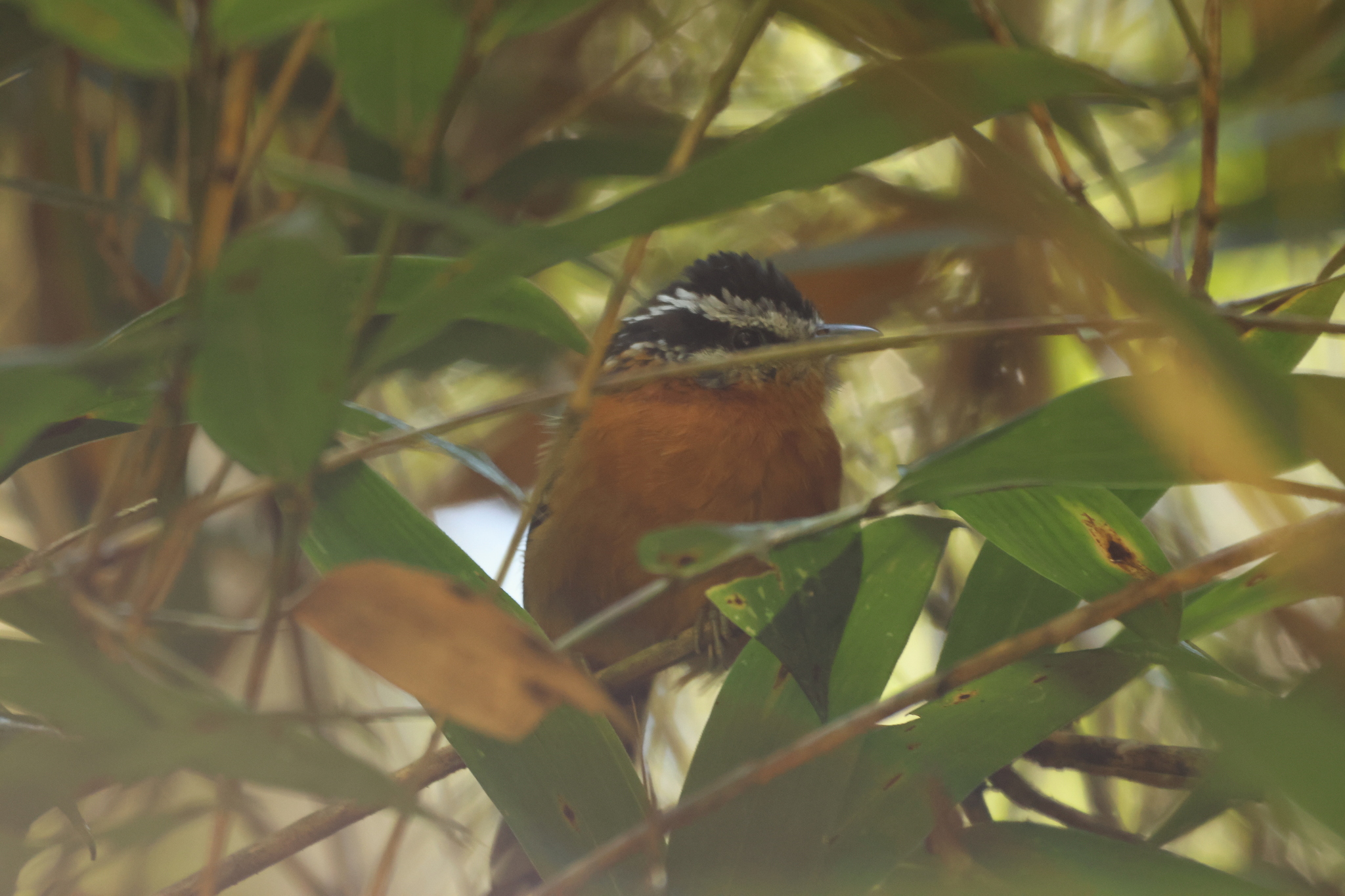 Ferruginous Antbird (Drymophila ferruginea), photo 10