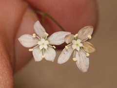 Crassula nemorosa