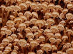 Xeromphalina leonina