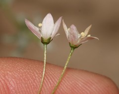 Crassula nemorosa