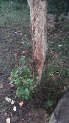 Terminalia paniculata