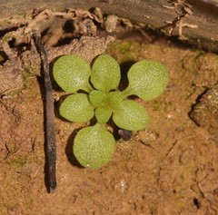 Crassula nemorosa