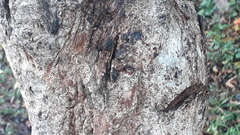 Terminalia paniculata