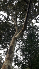 Terminalia paniculata