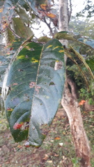 Terminalia paniculata