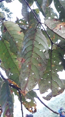 Terminalia paniculata