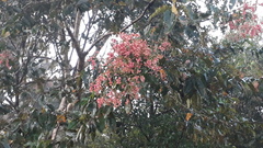 Terminalia paniculata