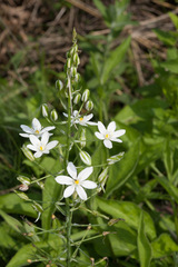 Ornithogalum pyramidale