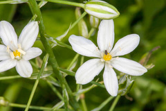 Ornithogalum pyramidale