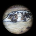 Diaporthe oncostoma - Photo (c) eikeh99,  זכויות יוצרים חלקיות (CC BY-NC), הועלה על ידי eikeh99