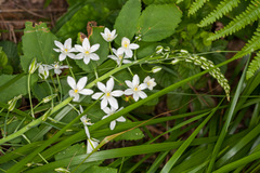 Ornithogalum pyramidale