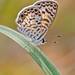 Leptotes cassius cassidula - Photo (c) Eduardo Axel Recillas Bautista, some rights reserved (CC BY-NC), uploaded by Eduardo Axel Recillas Bautista