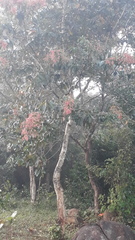 Terminalia paniculata