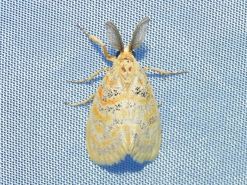 Euproctoides acrisia