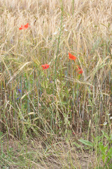 Ornithogalum pyramidale