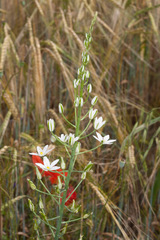 Ornithogalum pyramidale