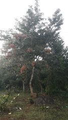 Terminalia paniculata