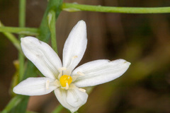 Ornithogalum pyramidale