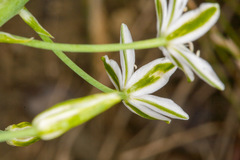 Ornithogalum pyramidale