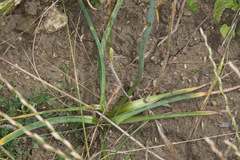 Ornithogalum pyramidale