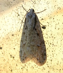 Semioscopis avellanella