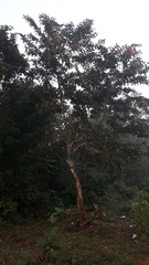 Terminalia paniculata