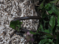 Anaulaciulus tonginus