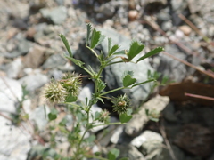 Medicago laciniata