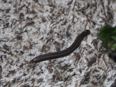 Anaulaciulus tonginus