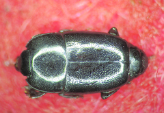 Platylomalus complanatus
