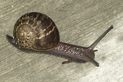 Cornu aspersum