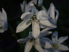 Scilla mischtschenkoana