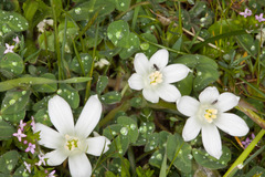 Ornithogalum corsicum