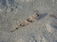 Yongeichthys nebulosus