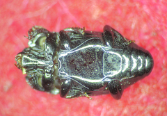 Platylomalus complanatus