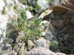 Medicago laciniata