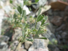 Medicago laciniata