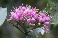 Melicope elleryana