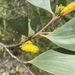 Acacia umbellata - Photo (c) Annie H., algunos derechos reservados (CC BY-NC), subido por Annie H.