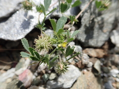 Medicago laciniata