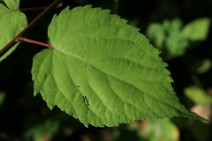 Actinidia kolomikta