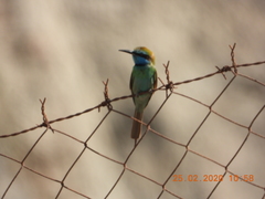 Merops cyanophrys