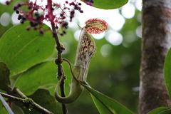 Nepenthes stenophylla