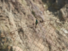 Merops cyanophrys