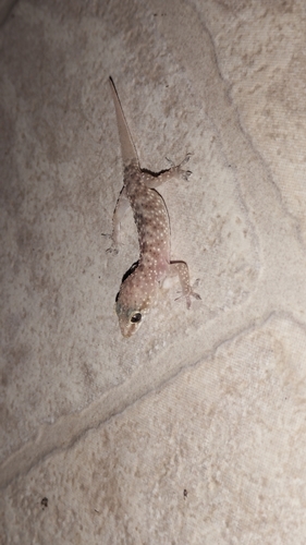 Mediterranean House Gecko