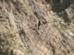 Merops cyanophrys