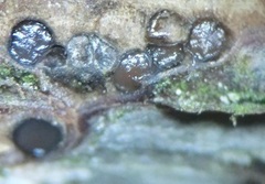 Amphisphaeriales